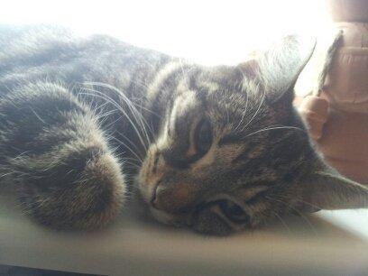 Huskat Bellis - en dejlig slappper billede 2