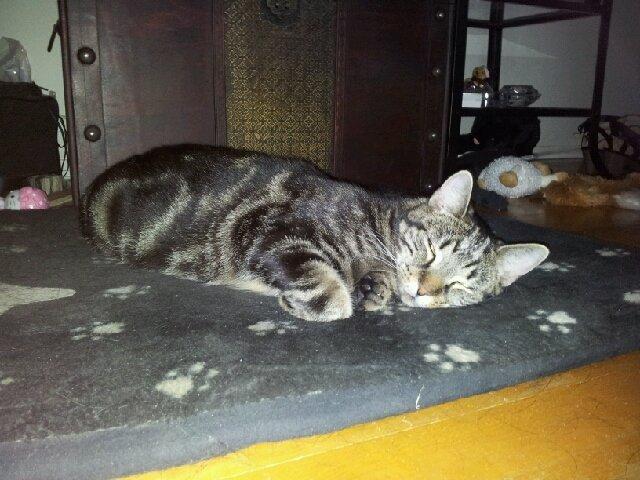 Huskat Bellis - Er så træt at hun ligger på hundens måtte:) billede 3