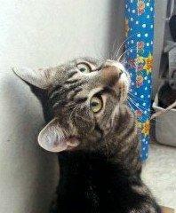 Huskat Bellis - bellis der altid sidder i køkkenet, når vi spiser på hendes lille stykke pap:) billede 4