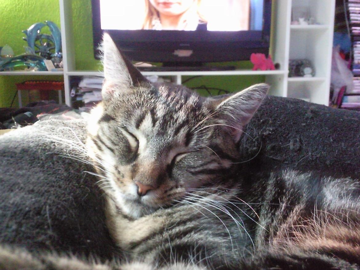 Huskat Bellis billede 5