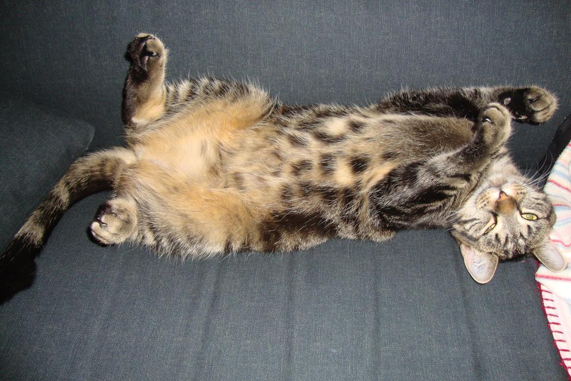 Huskat Bellis billede 6