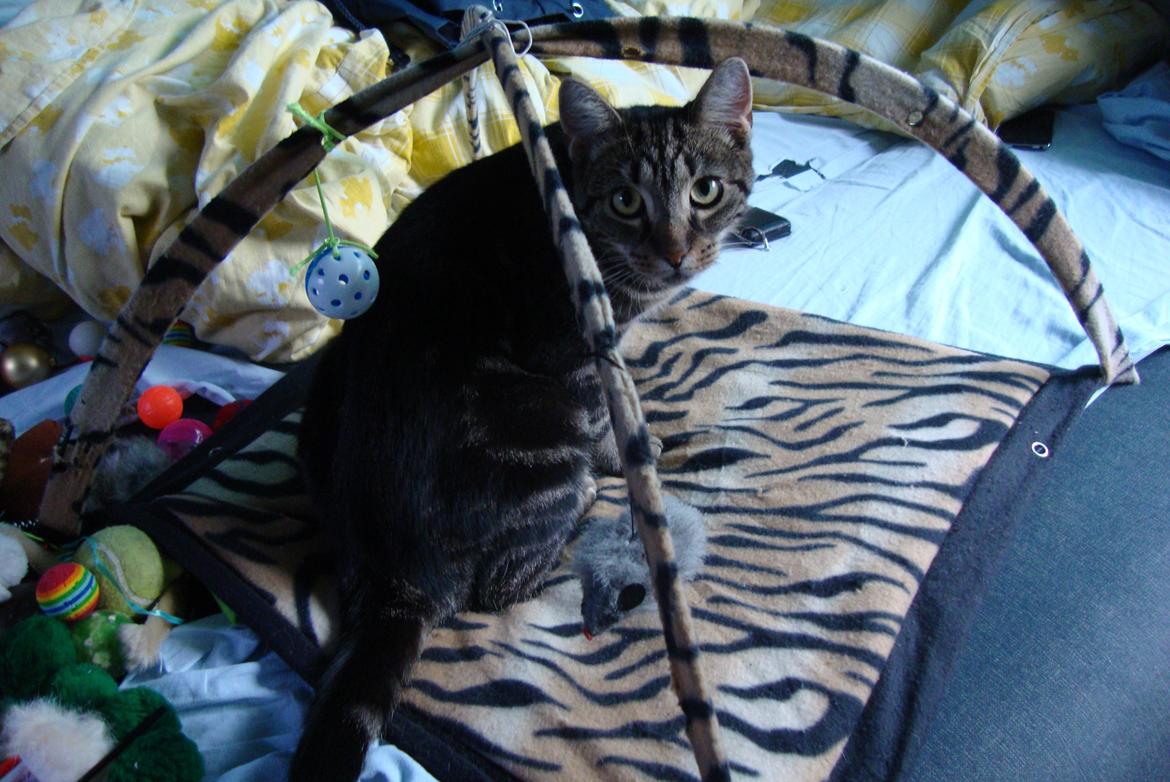 Huskat Bellis billede 7