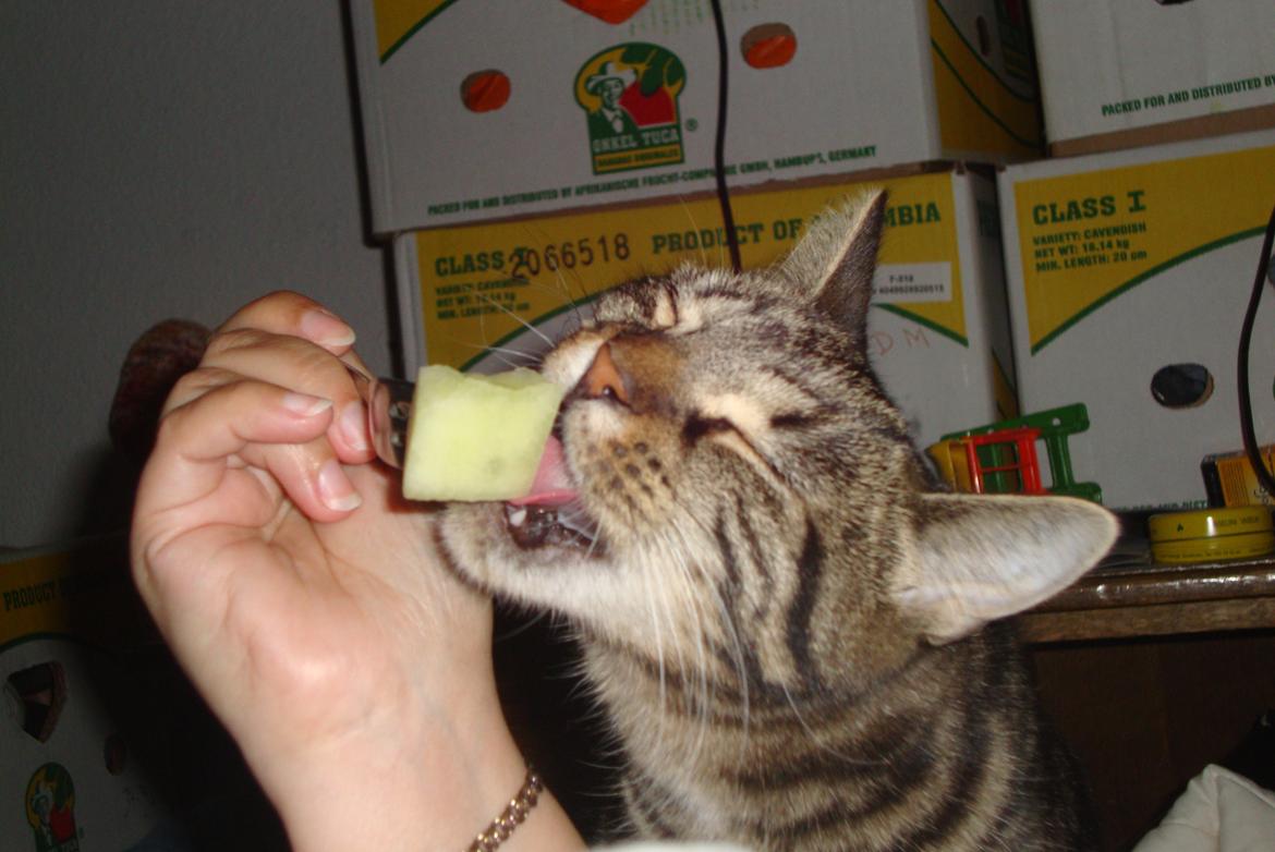 Huskat Bellis - umm honnig melon billede 8