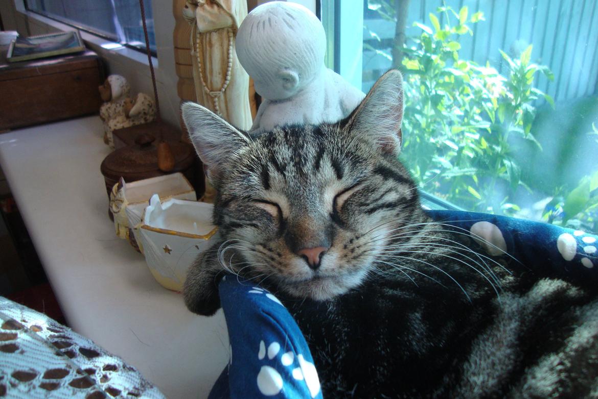 Huskat Bellis - En slapper i vindueskamen billede 9