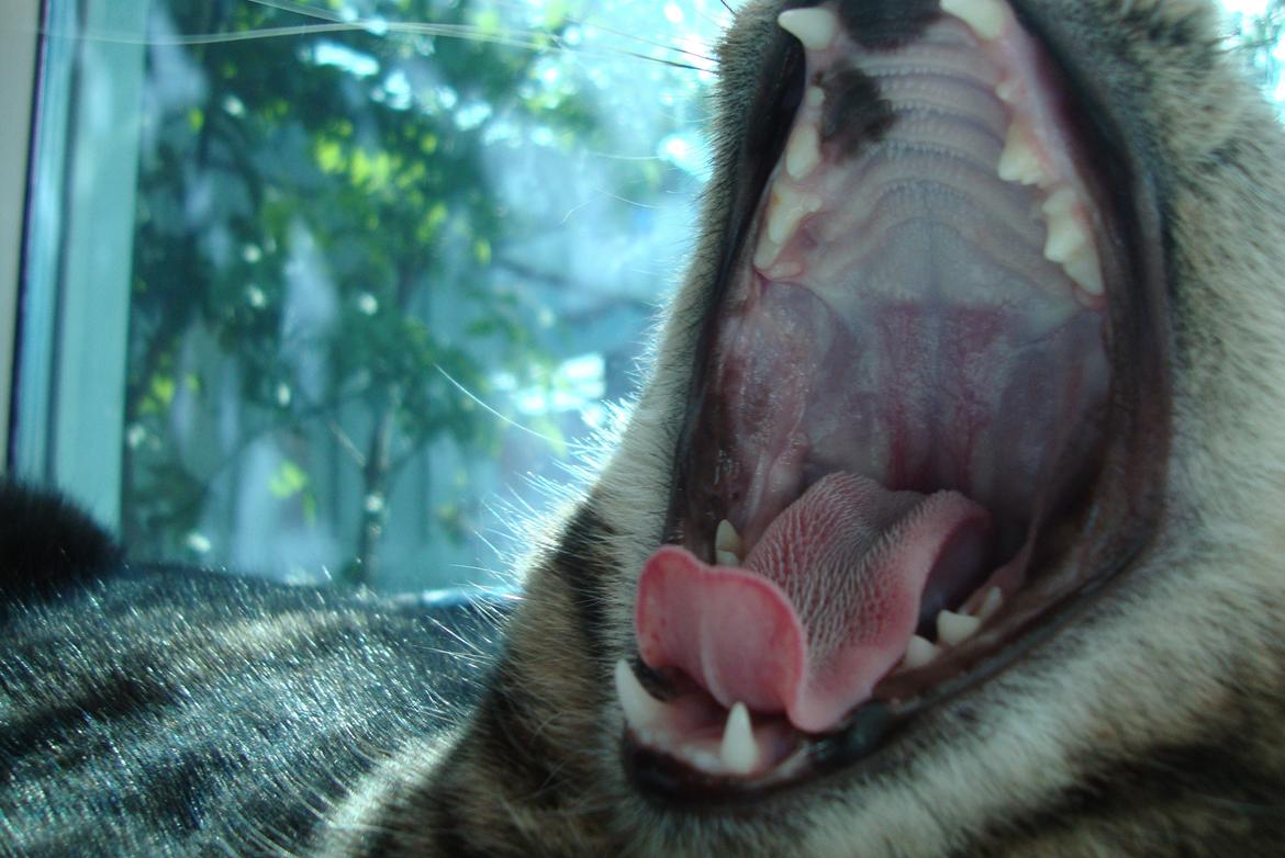 Huskat Bellis - gaab billede 10