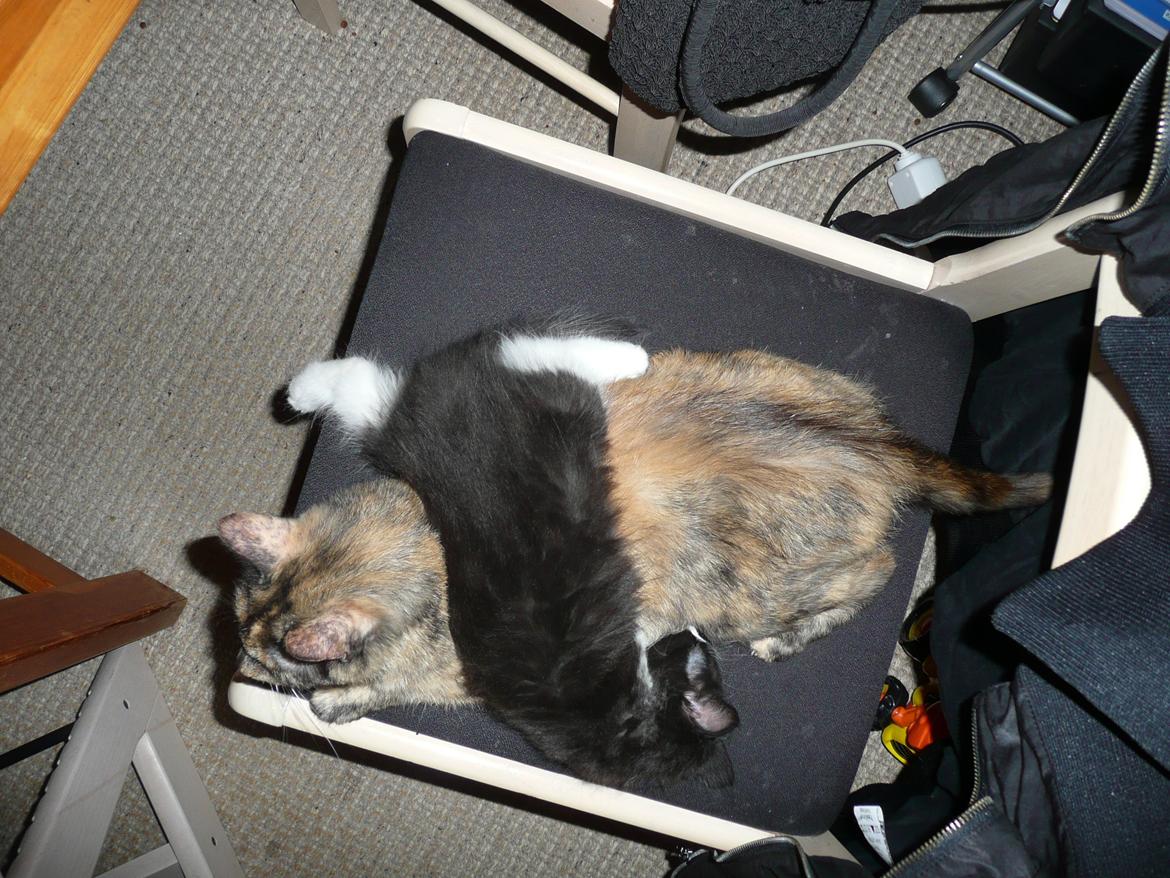 Blanding af racer Kylling billede 19