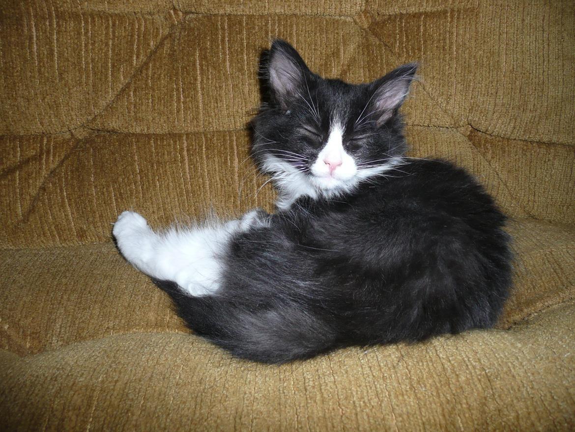 Blanding af racer Kylling billede 20