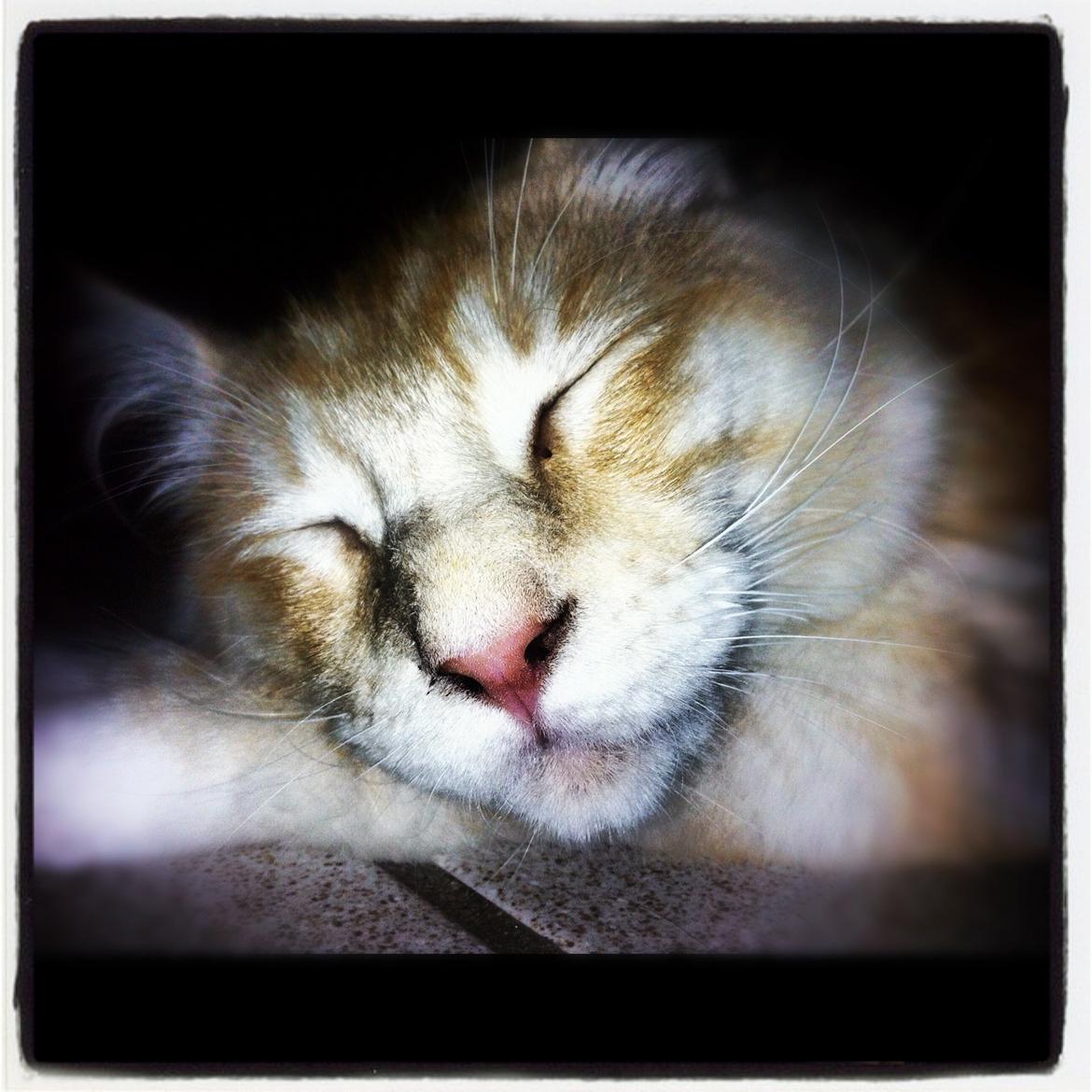 Maine Coon Neelix billede 17