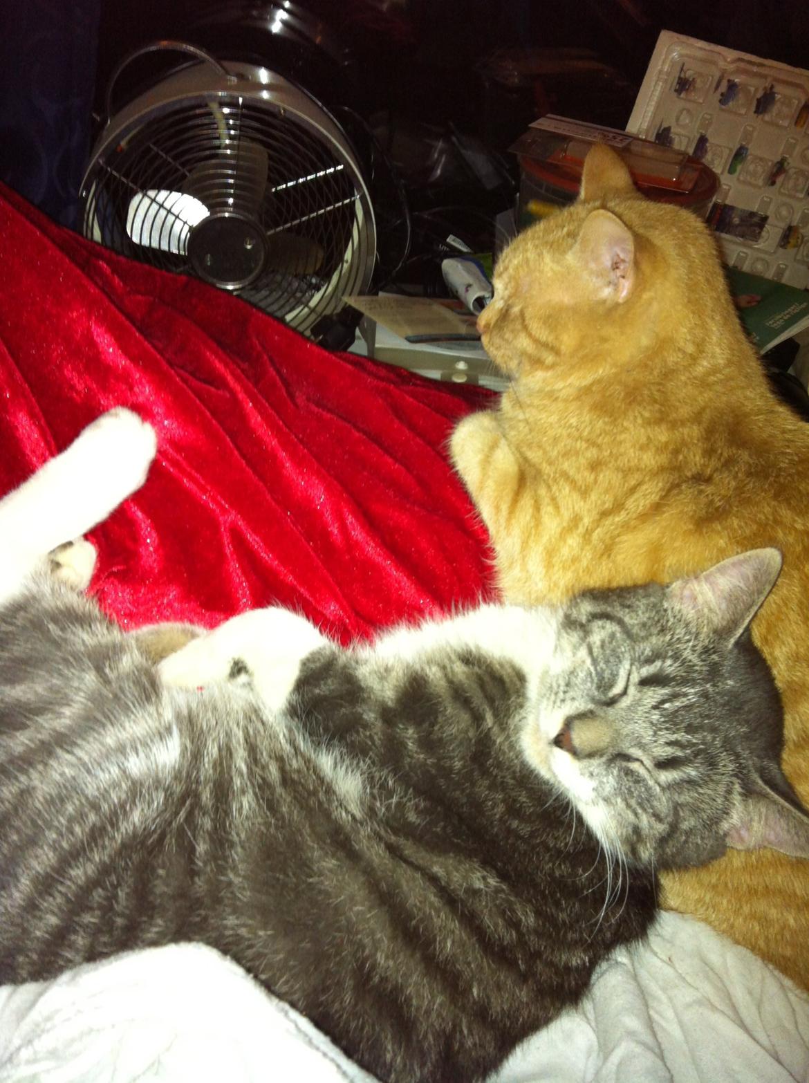 Huskat mini billede 2