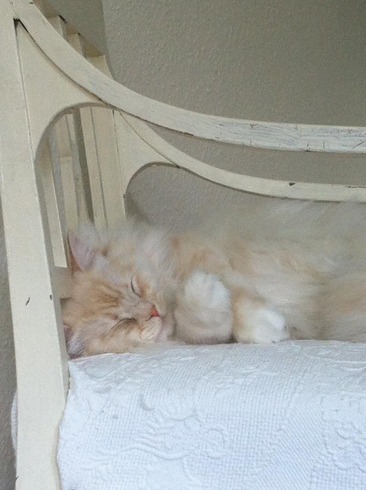 Blanding af racer Malibu billede 12