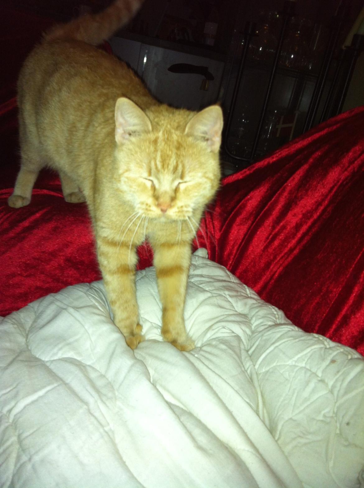 Huskat mini billede 3