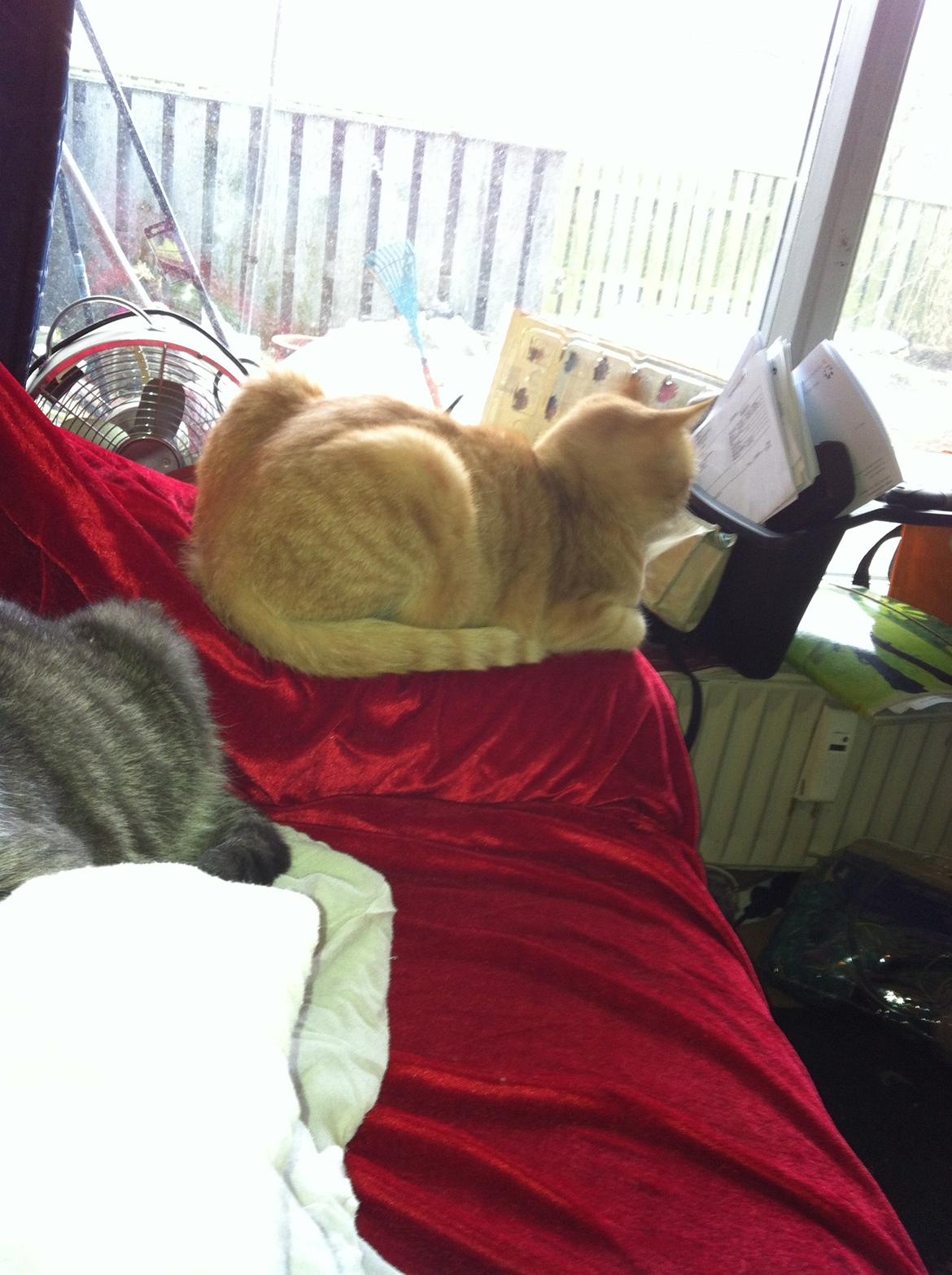 Huskat mini billede 5