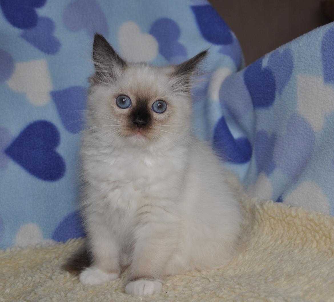 Ragdoll Vera billede 6