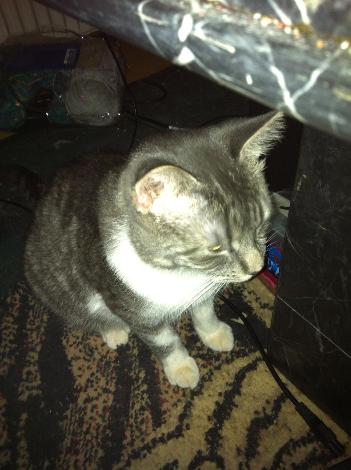 Huskat speedy billede 1