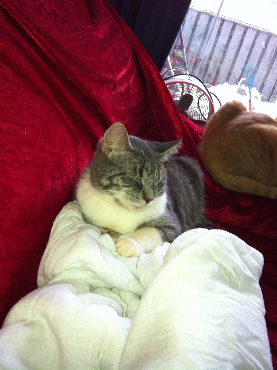 Huskat speedy billede 2