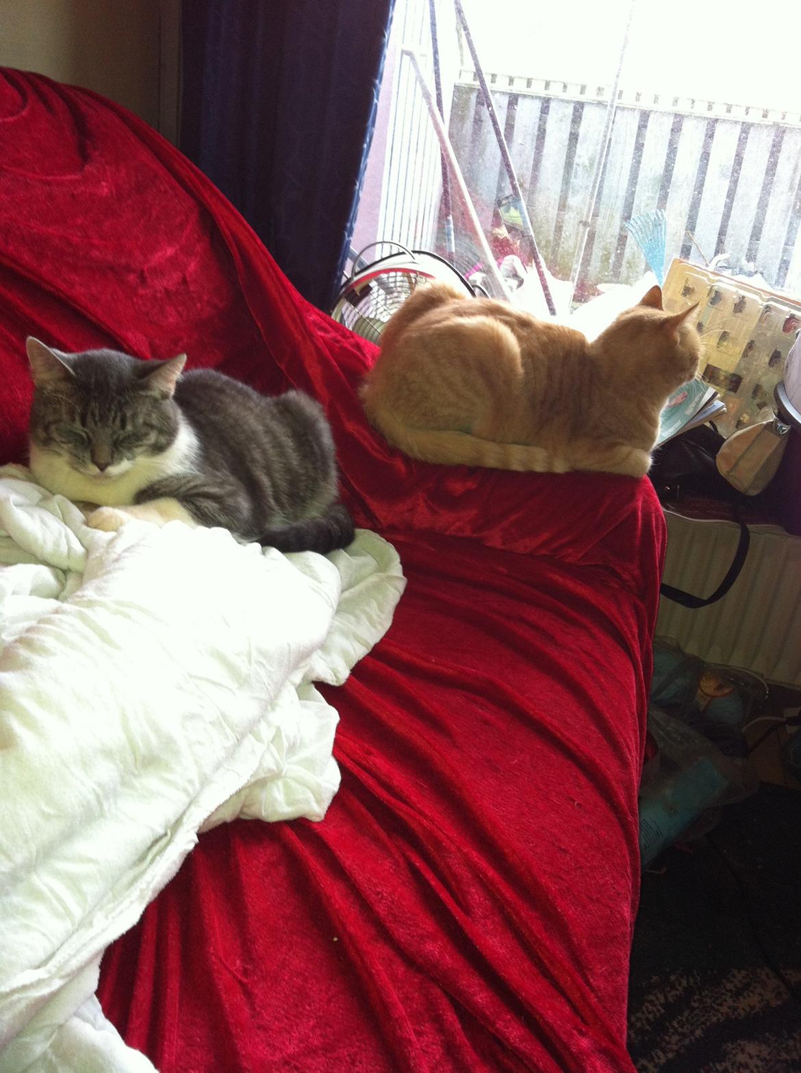 Huskat speedy billede 4