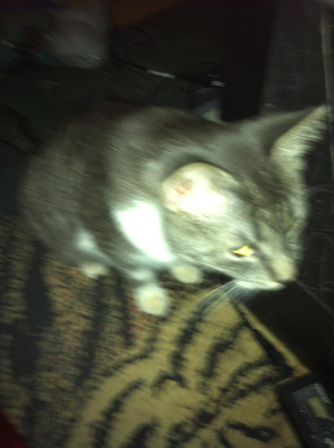 Huskat speedy billede 5