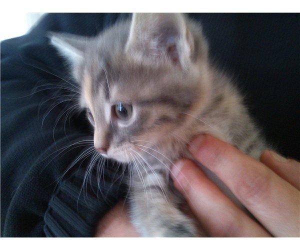 Blanding af racer Zika billede 1