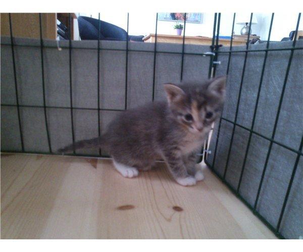 Blanding af racer Zika billede 2