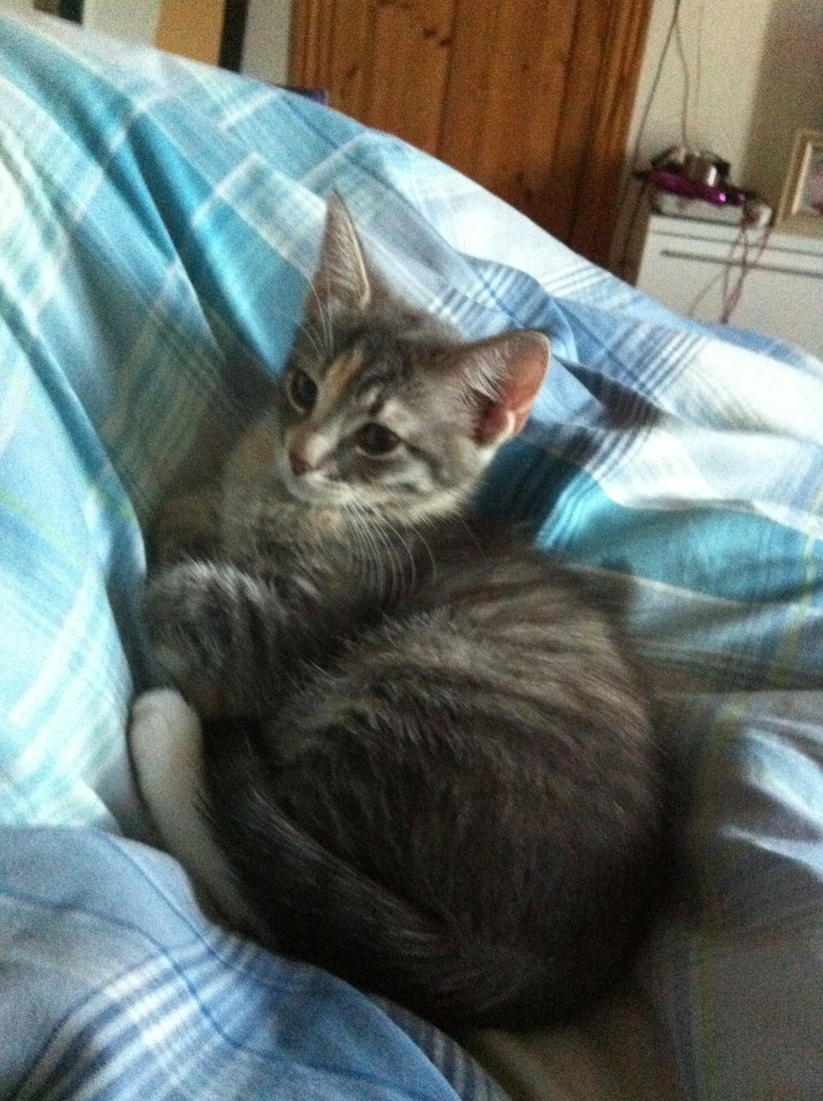 Blanding af racer Zika billede 3