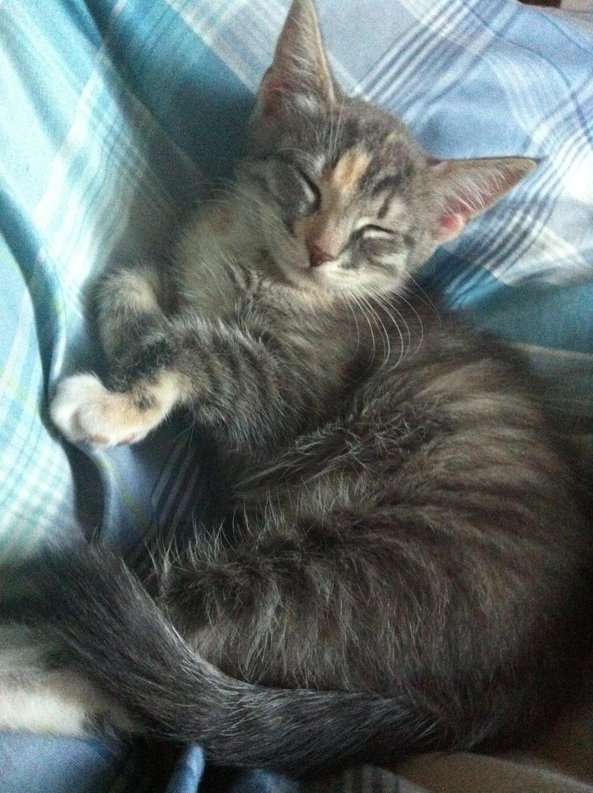 Blanding af racer Zika billede 4