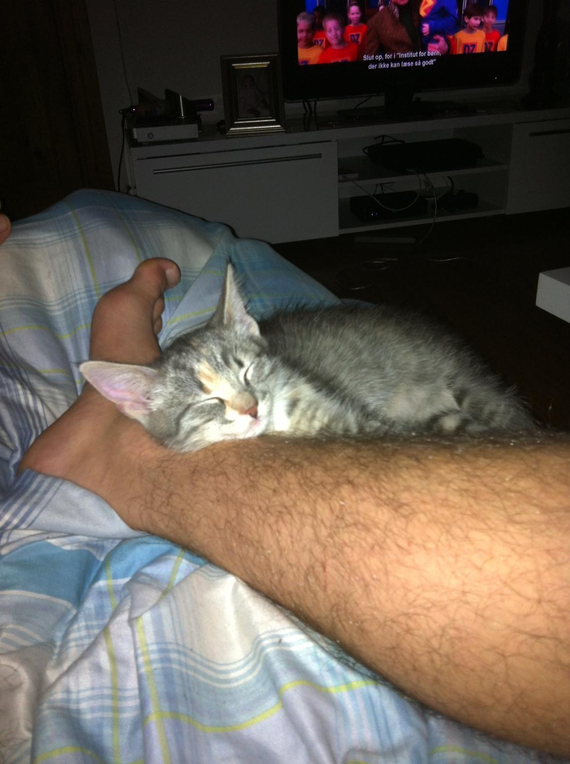 Blanding af racer Zika billede 5