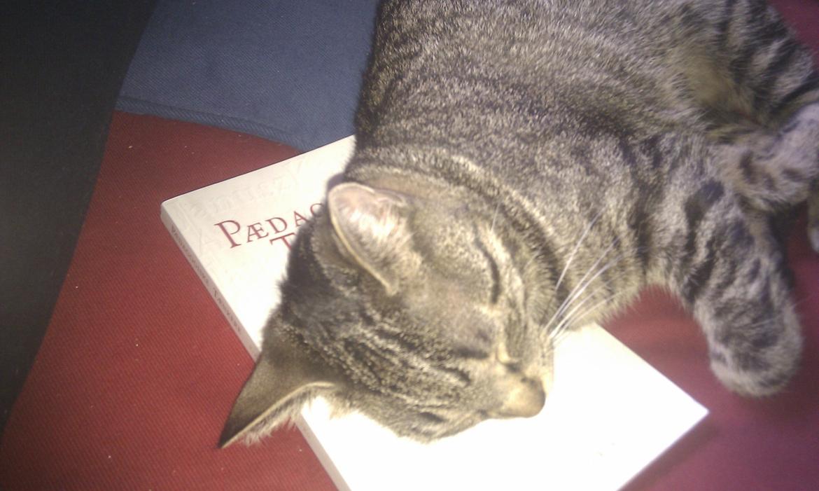 Huskat Sussi - Mors lektier er så kedelige, men gode at sove på billede 12