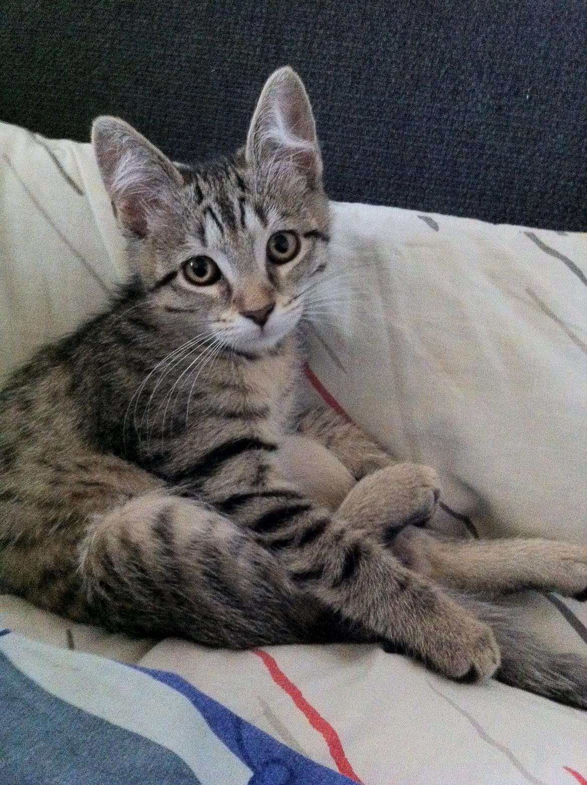 Blanding af racer Nala billede 1