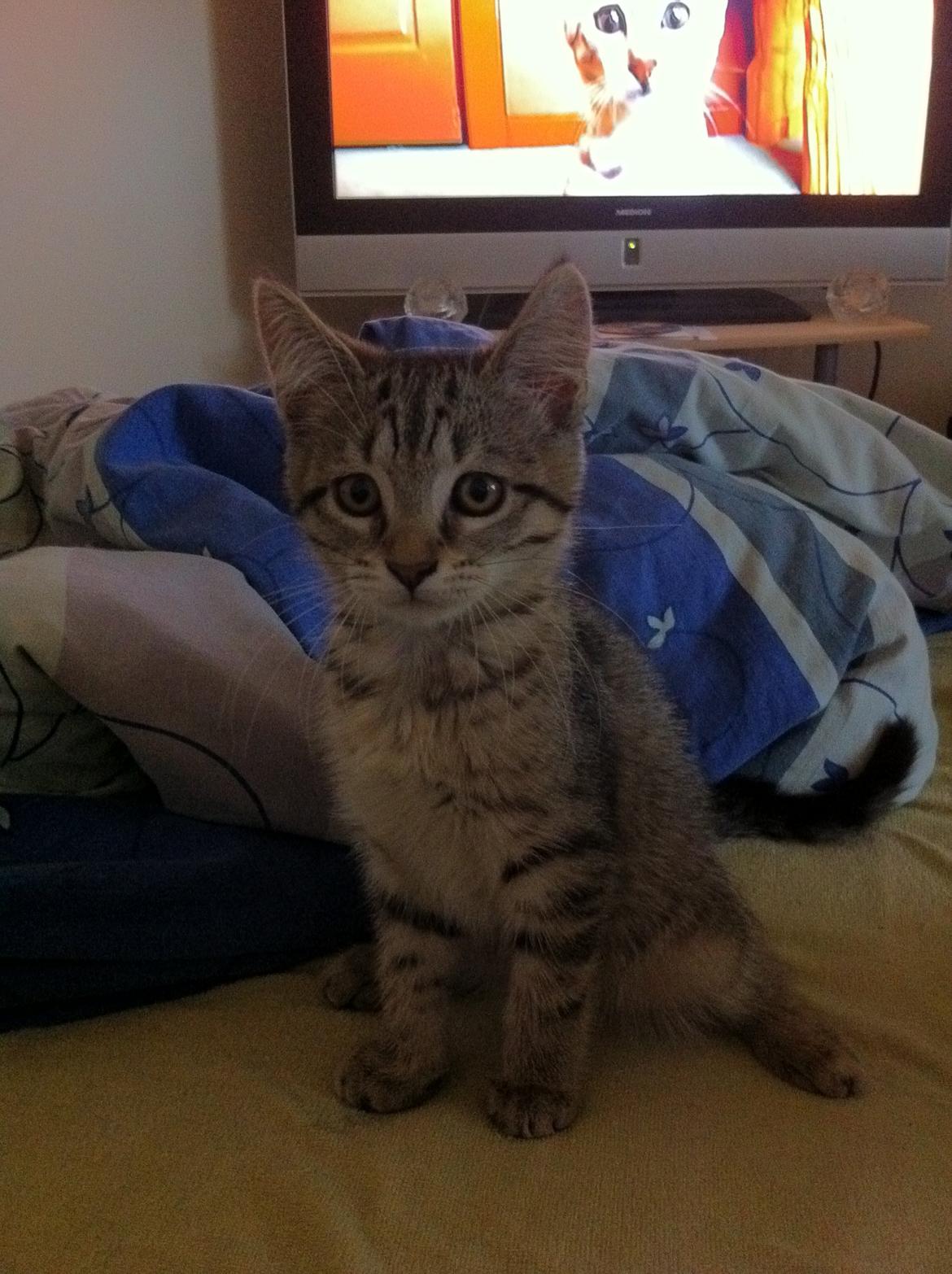 Blanding af racer Nala billede 2