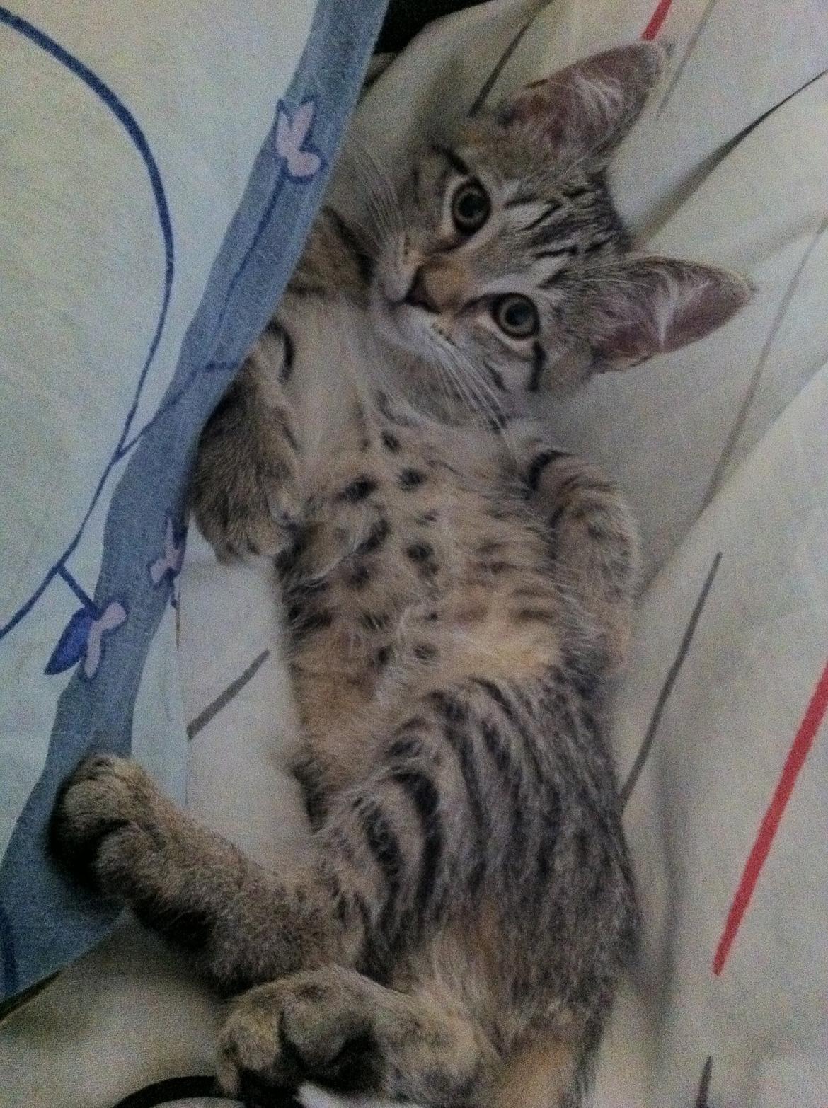 Blanding af racer Nala billede 3