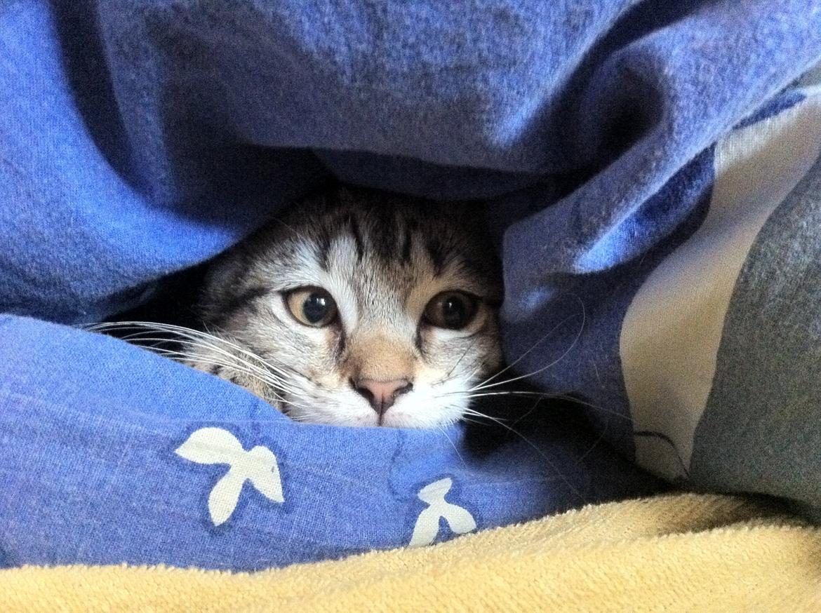 Blanding af racer Nala - Havde lavet en hule, som hun blev ret så glad for(: billede 4