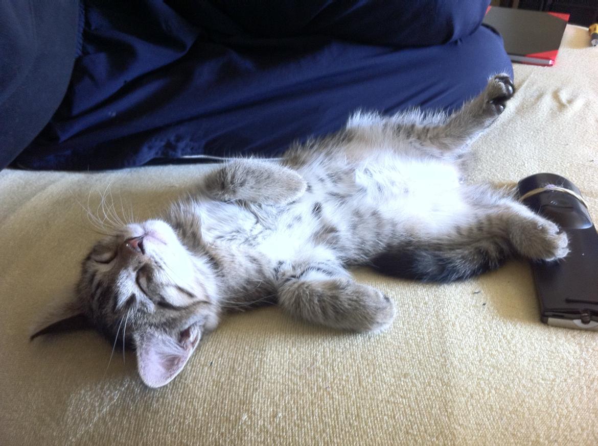 Blanding af racer Nala billede 5