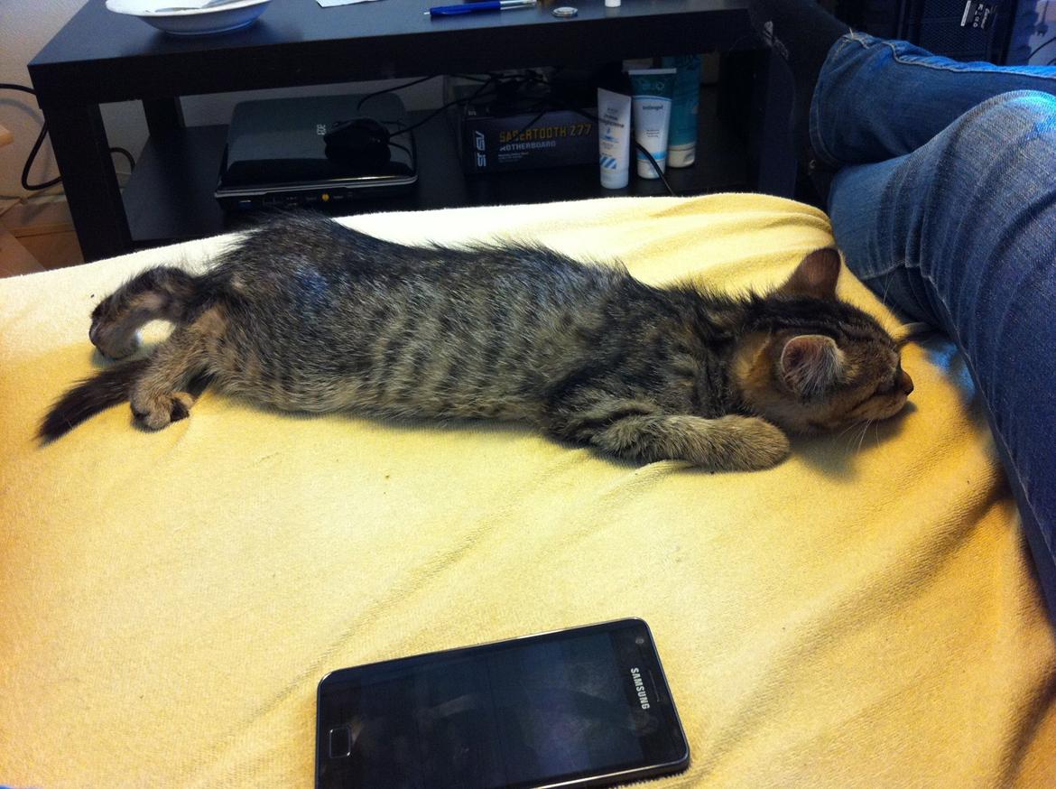 Blanding af racer Nala - Dagen derpå hvor vi fik hende hjem. Her ligger hun og tager sin første lur(: billede 6