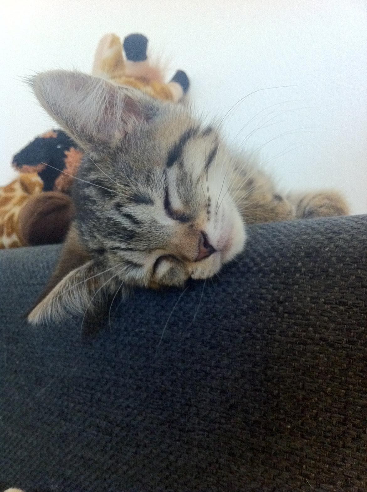 Blanding af racer Nala billede 7