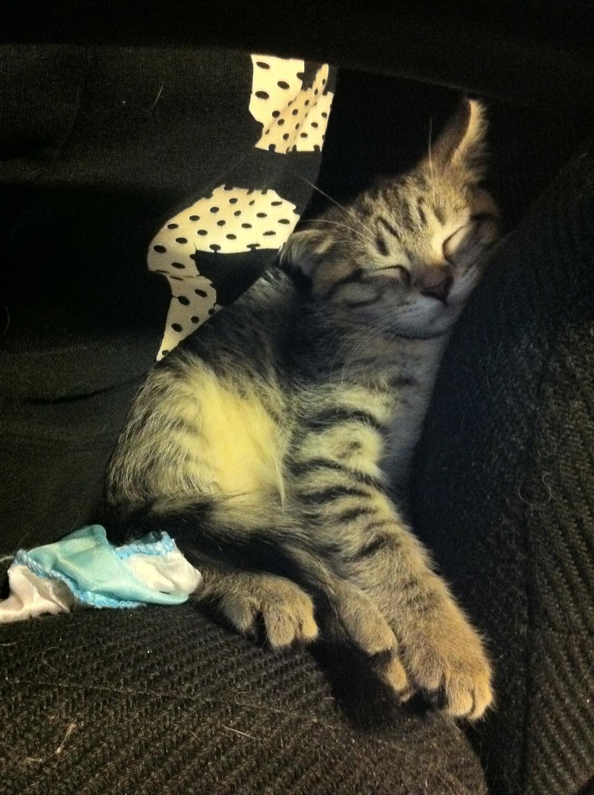 Blanding af racer Nala - Her ligger/sidder hun helt klemt op ad et ryglæn, da far sidder ved computeren. Man skal jo nødig gå glip af noget. billede 8