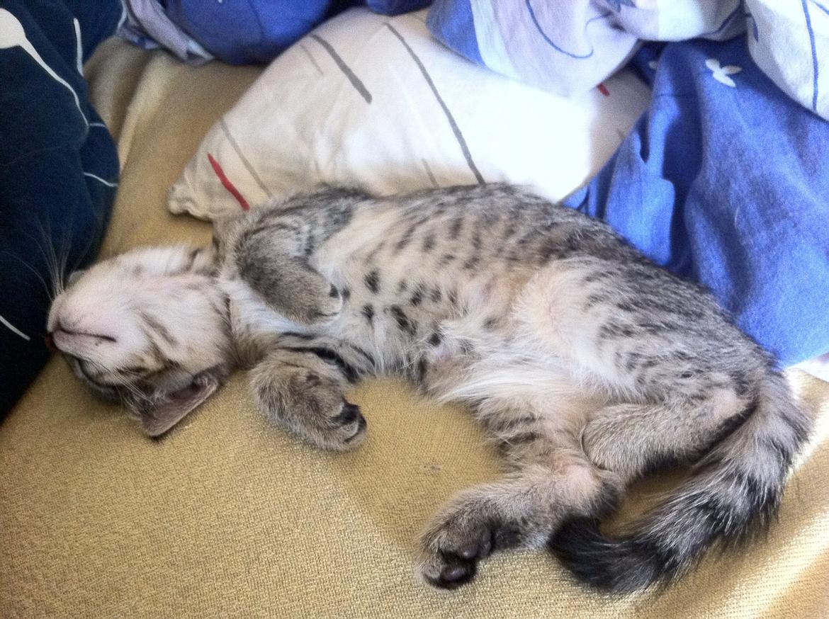 Blanding af racer Nala billede 9