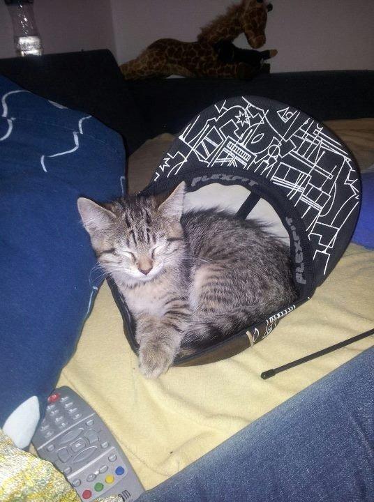 Blanding af racer Nala - Dagen efter vi havde fået hende. Lille var hun<3 billede 10