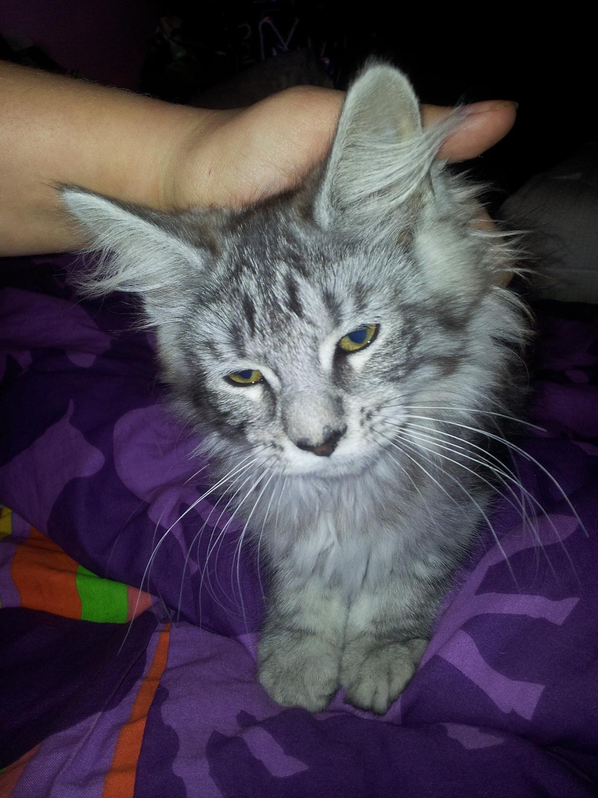 Maine Coon Misha - Har vi lige fået Misha hjem.  billede 1