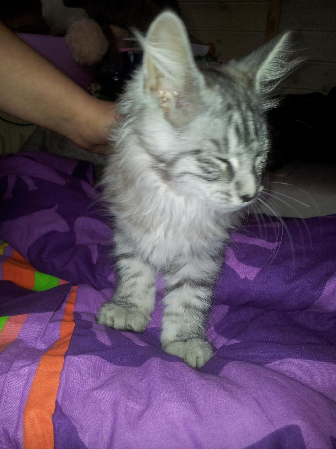 Maine Coon Misha - Har vi lige fået Misha hjem.  billede 2