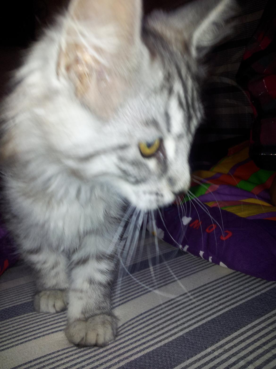 Maine Coon Misha - Har vi lige fået Misha hjem.  billede 3