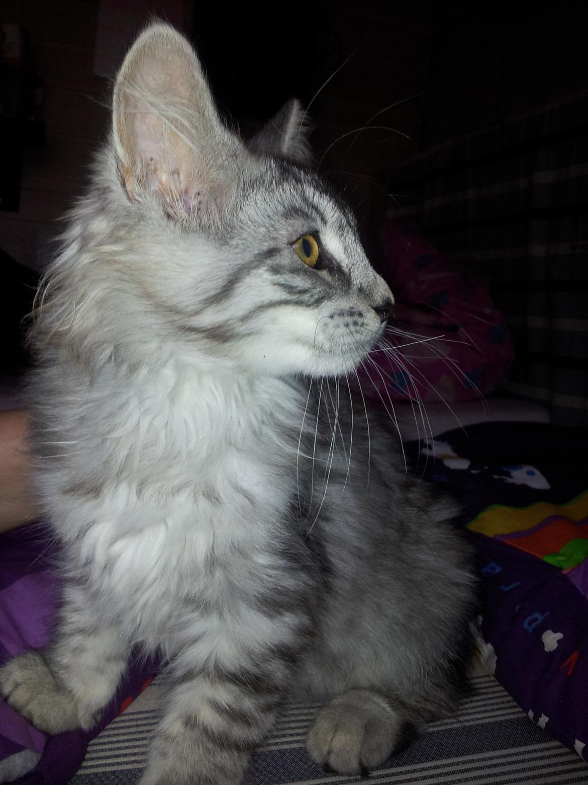 Maine Coon Misha - Har vi lige fået Misha hjem.  billede 4