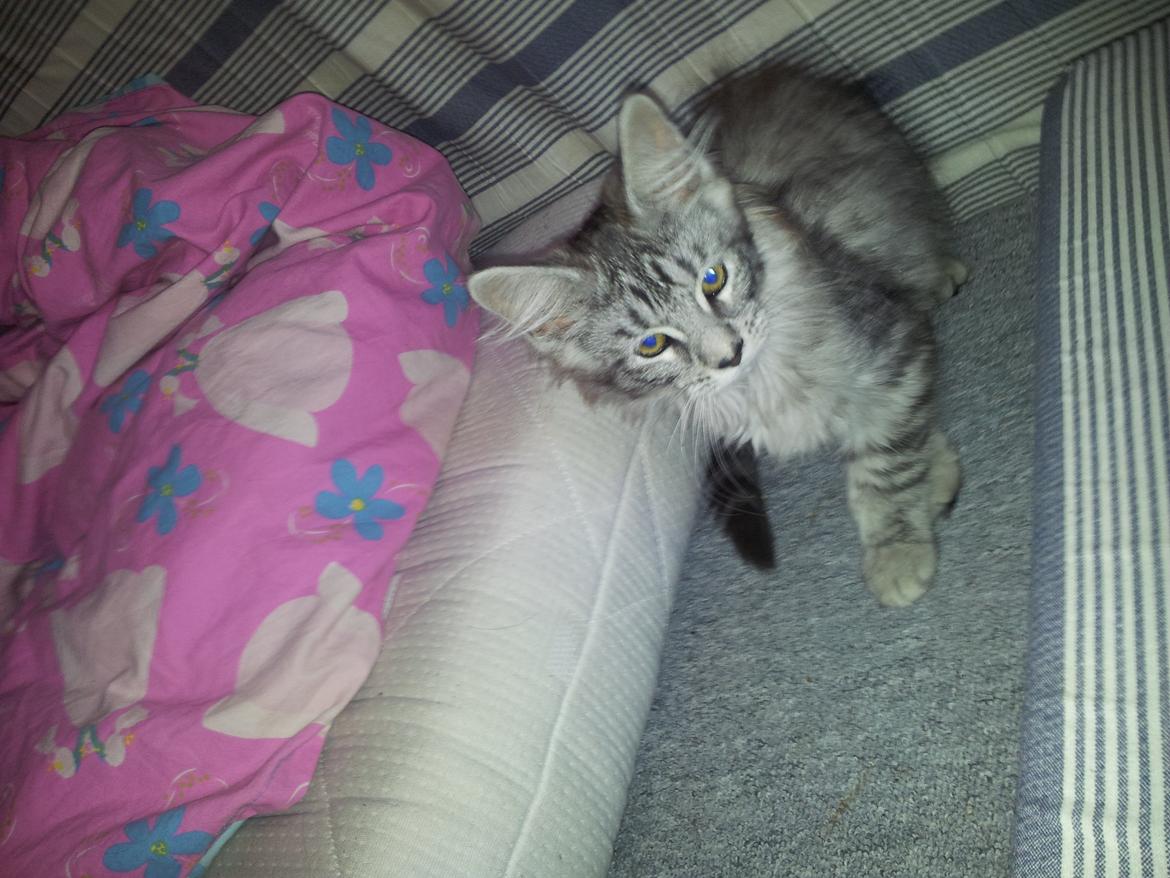 Maine Coon Misha - Har vi lige fået Misha hjem.  billede 5