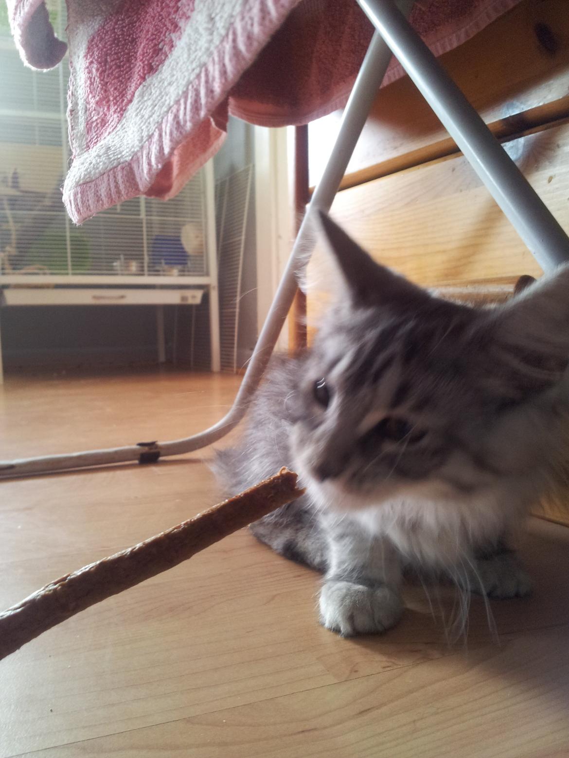 Maine Coon Misha - Misha spiser hendes første pind. billede 6