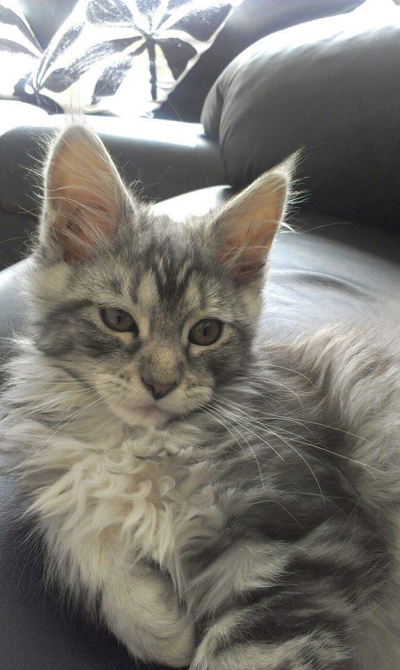 Maine Coon chili billede 15