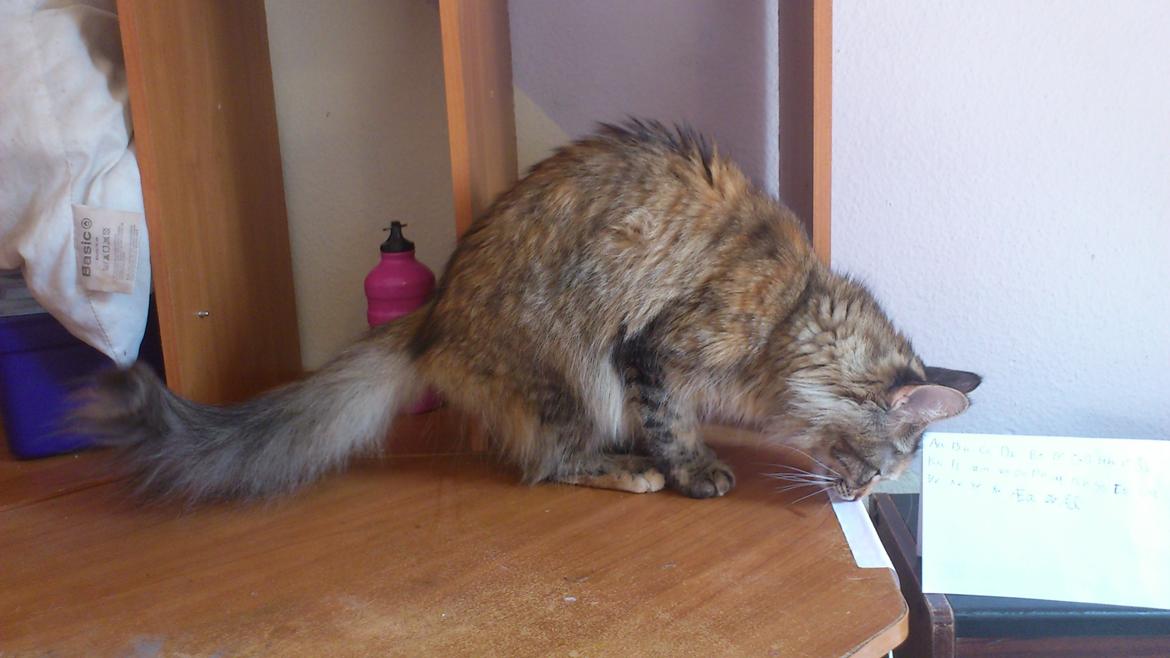 Maine Coon Malou billede 4