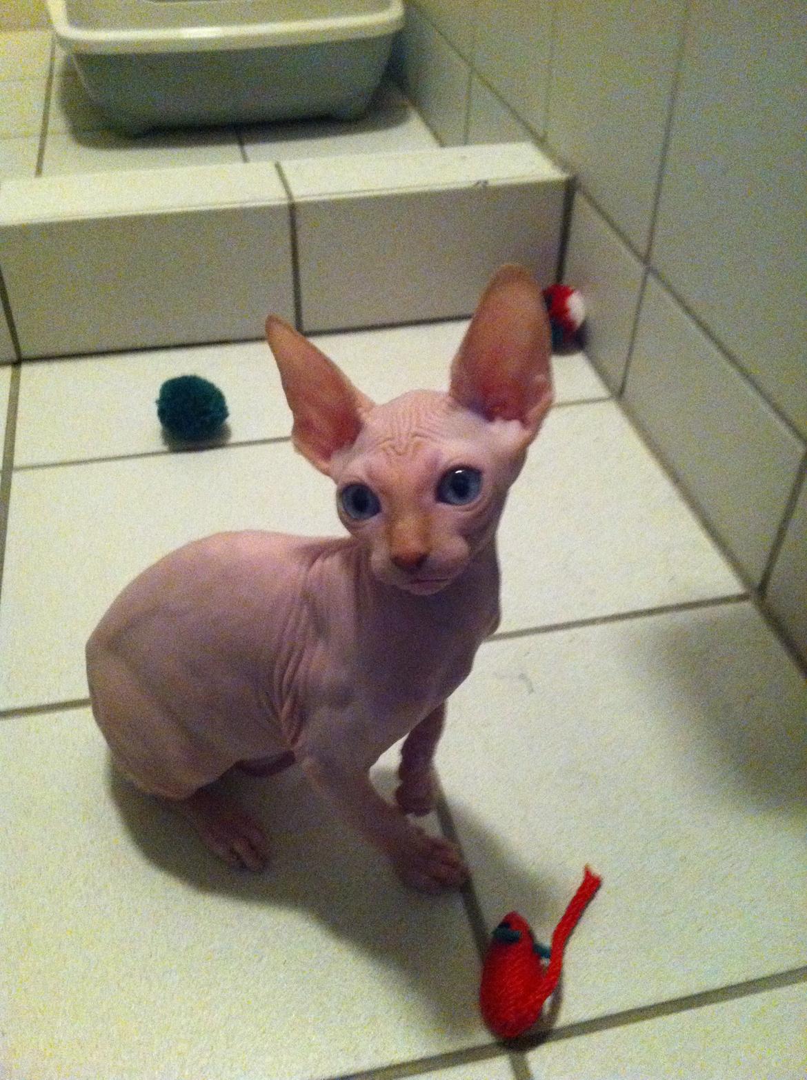 Sphynx Aslan billede 1