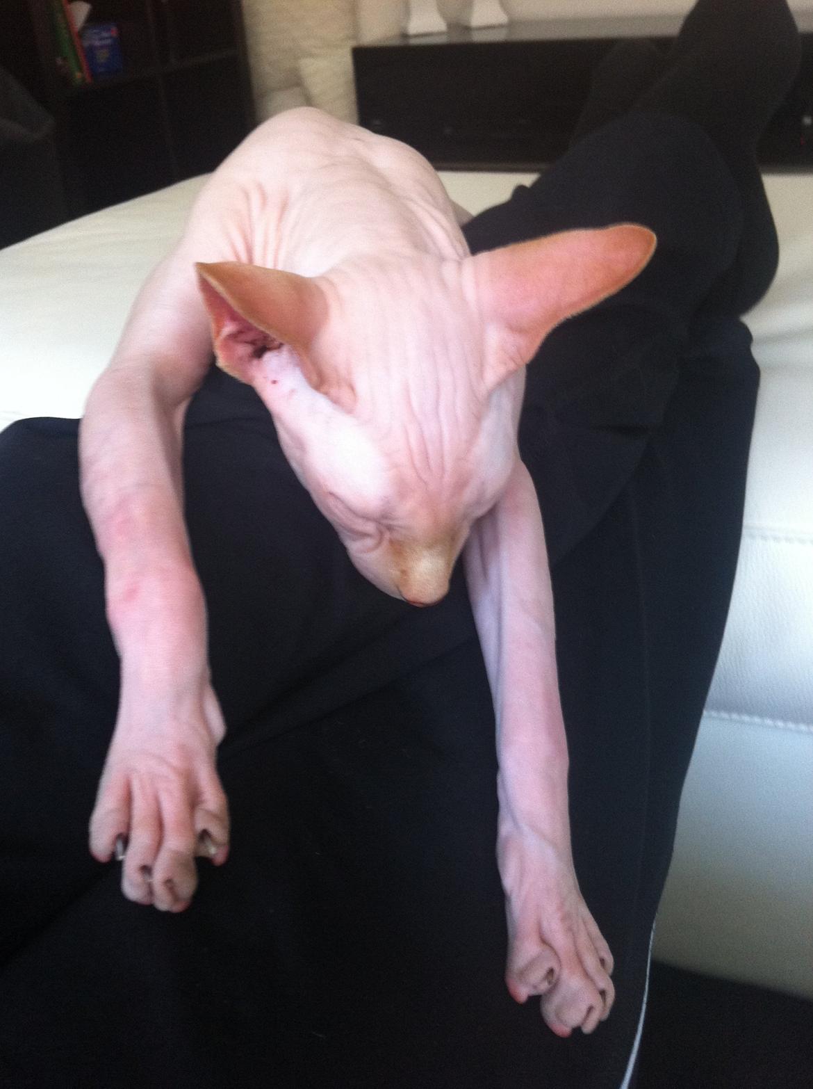 Sphynx Aslan billede 3
