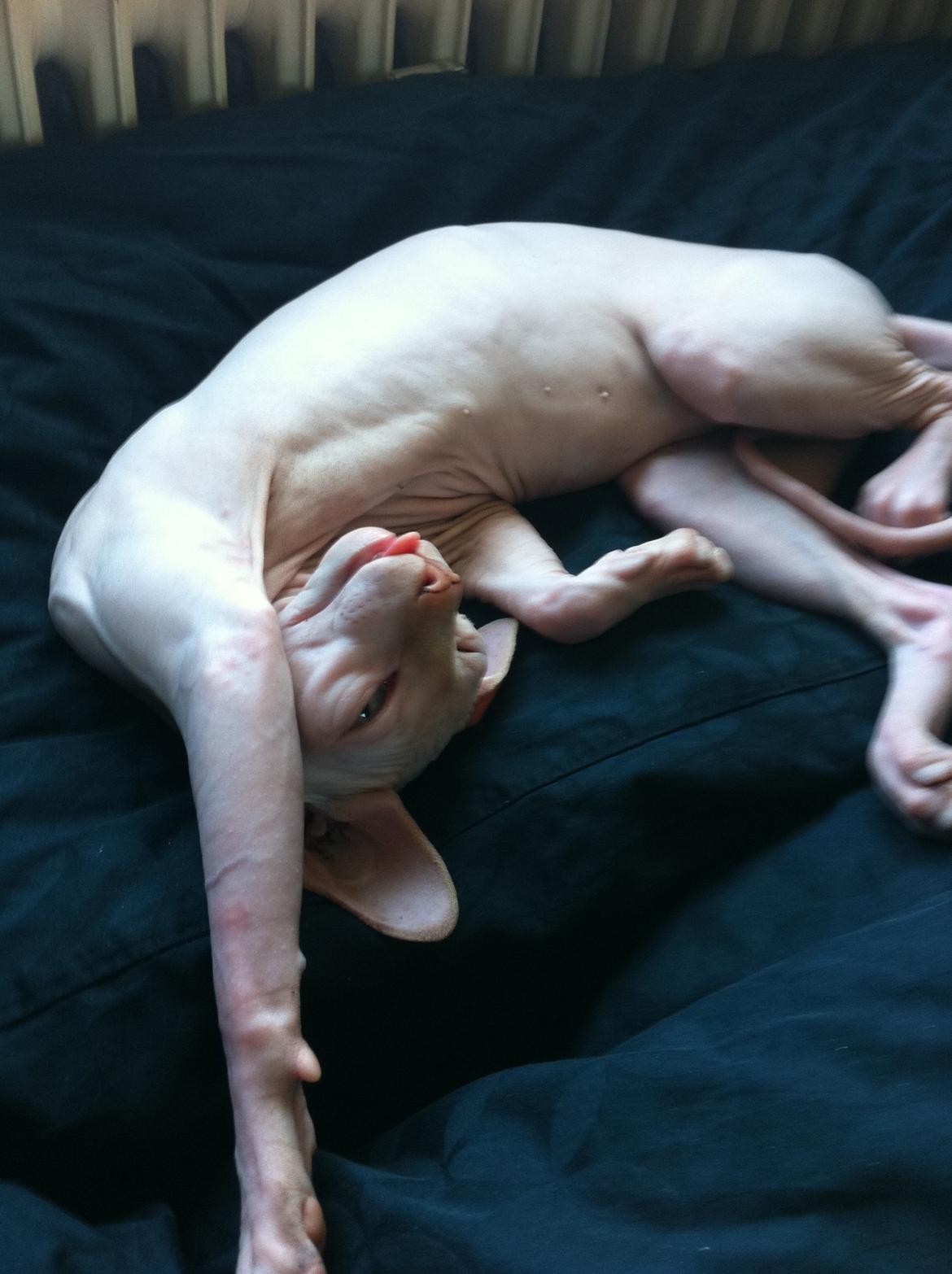 Sphynx Aslan billede 4