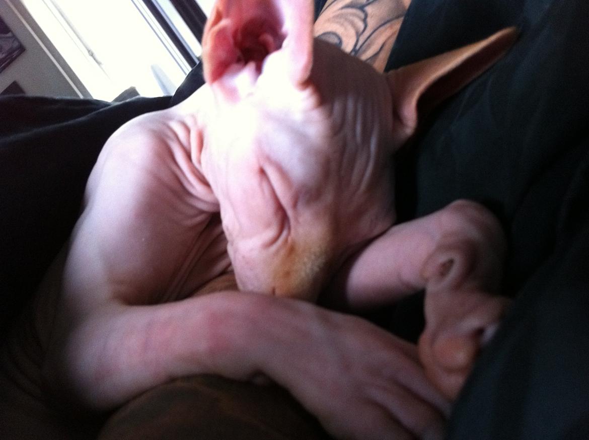 Sphynx Aslan billede 5