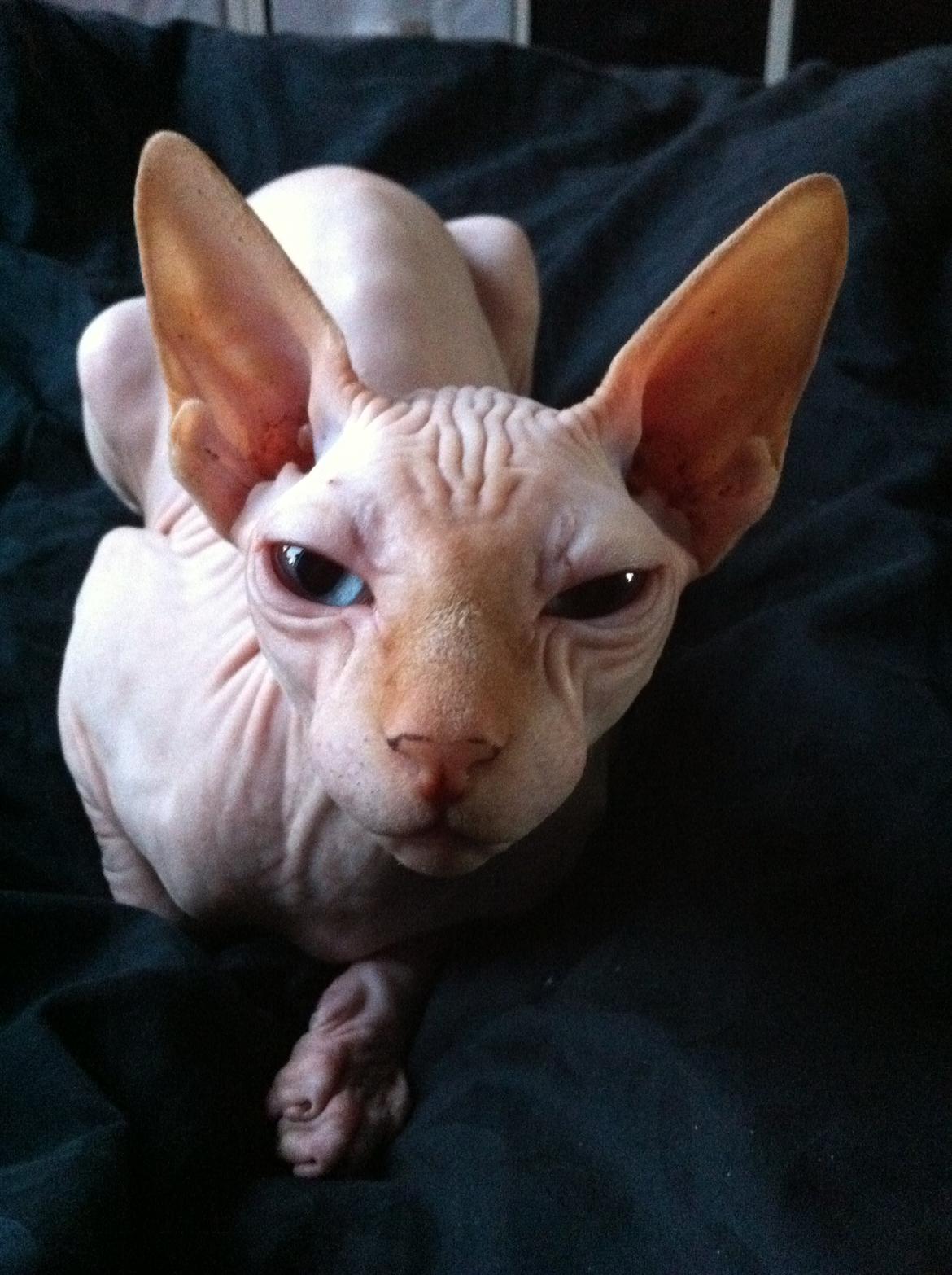 Sphynx Aslan billede 6